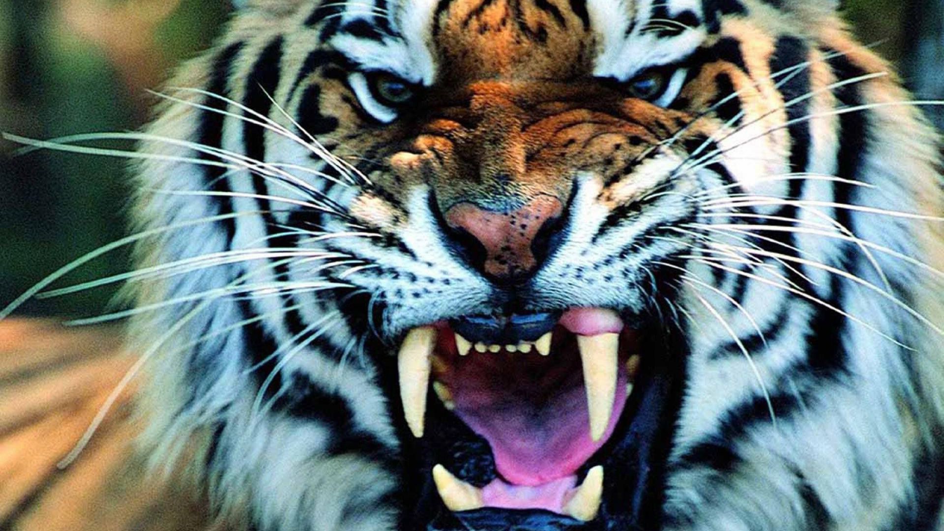 Tiger Wallpapers HD Free Download [55 pictures]