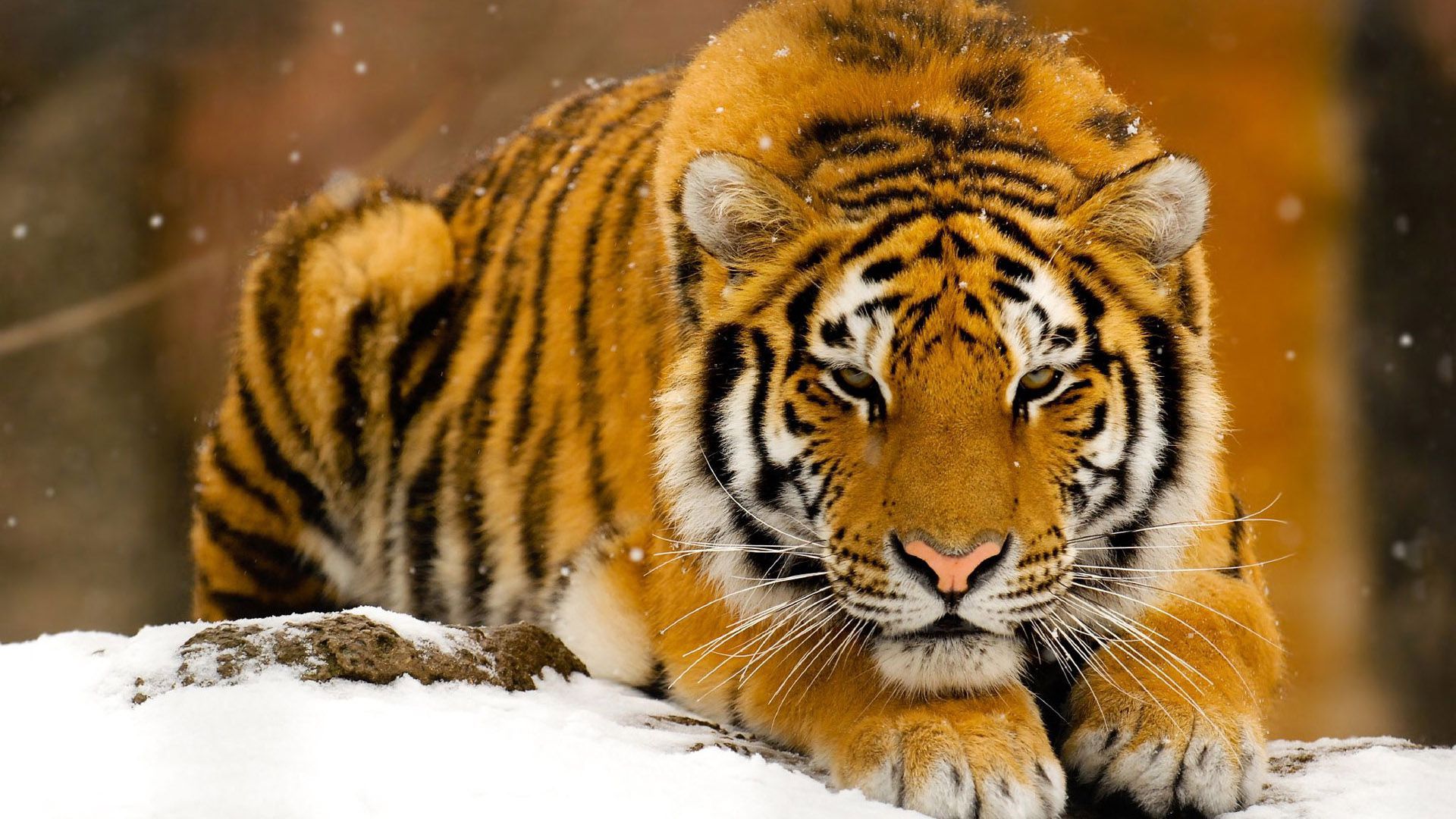 Tiger Wallpapers HD Free Download [55 pictures]