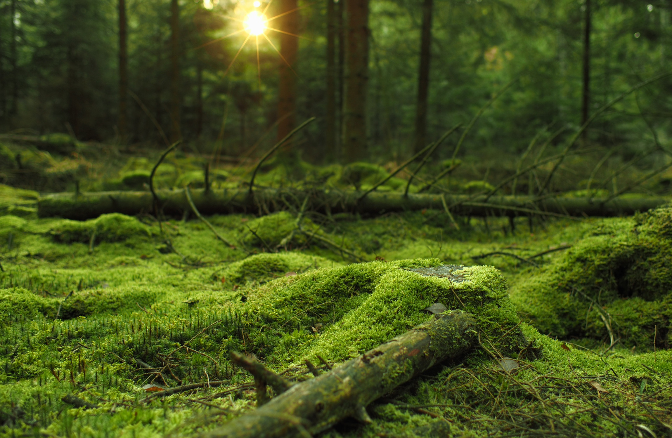 Mossy Forest Hd Wallpaper Download 2300x1500