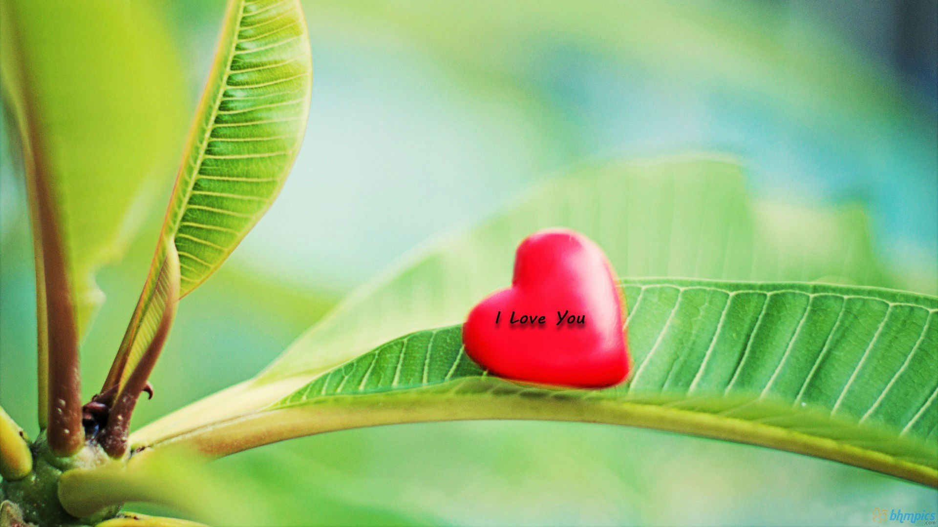 Cute Love Leaves Background Wallpapers 1920x1080