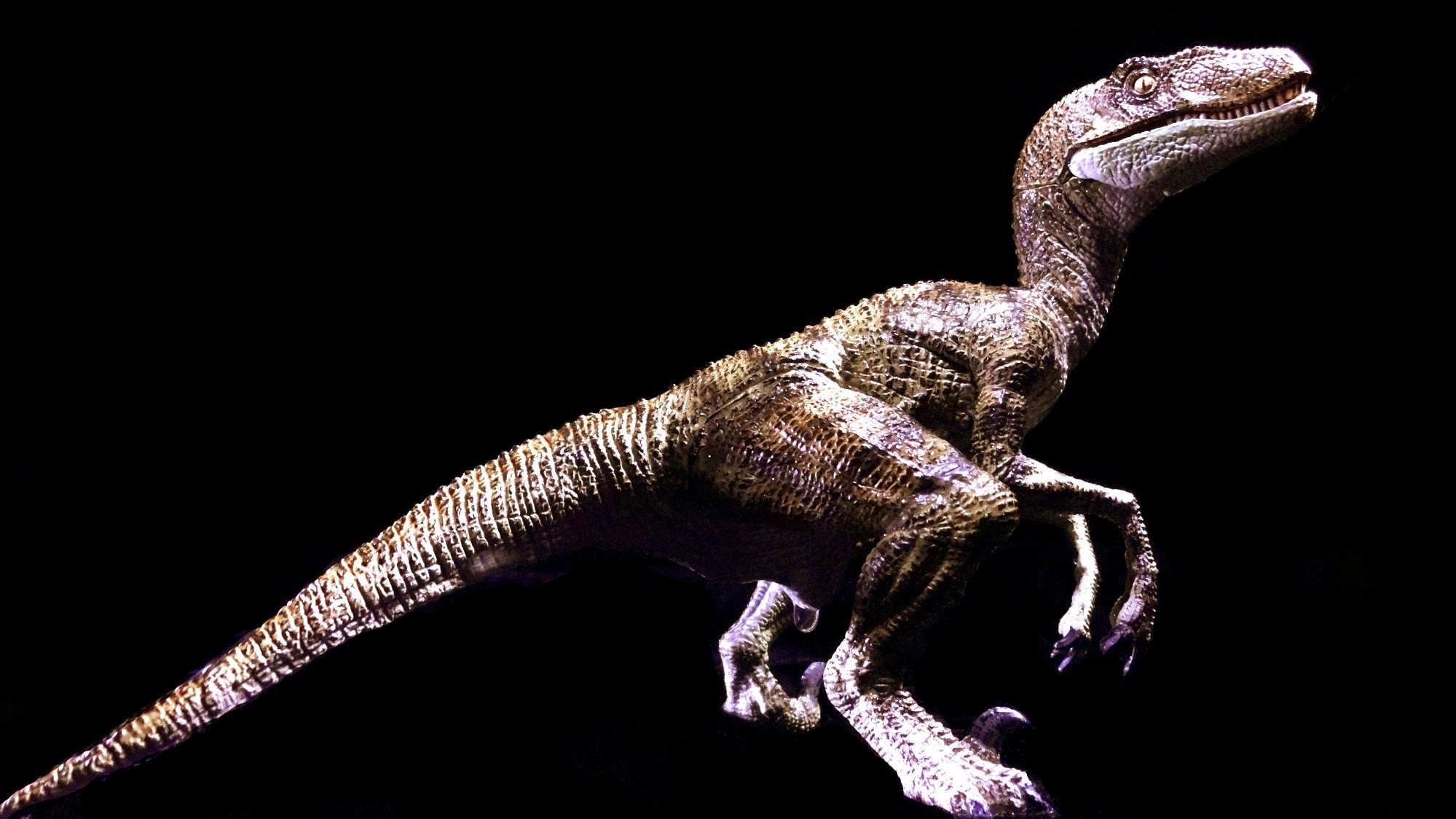 Raptor Dinosaur Live Wallpaper Android Apps On Google Play 1999x1124
