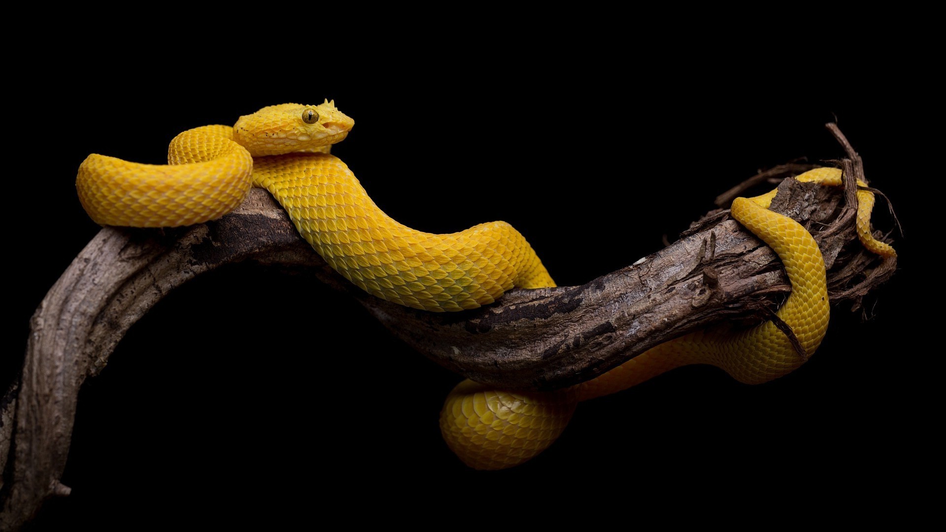 Animals Black Background Branch Snake Yellow Simple Serpent Velociraptor Reptile 1920x1080 Px Macro Photography Boas 1920x1080