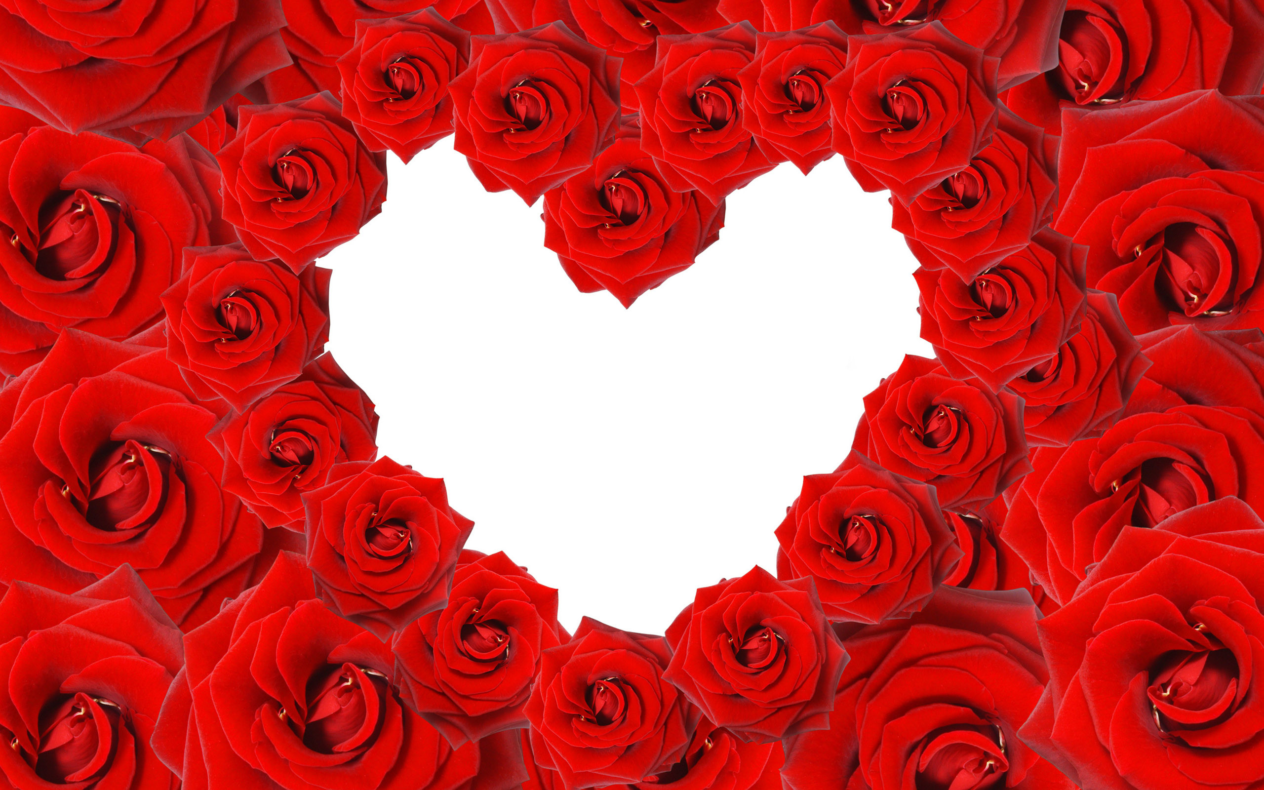 Red Roses Amp Love Heart 2560x1600
