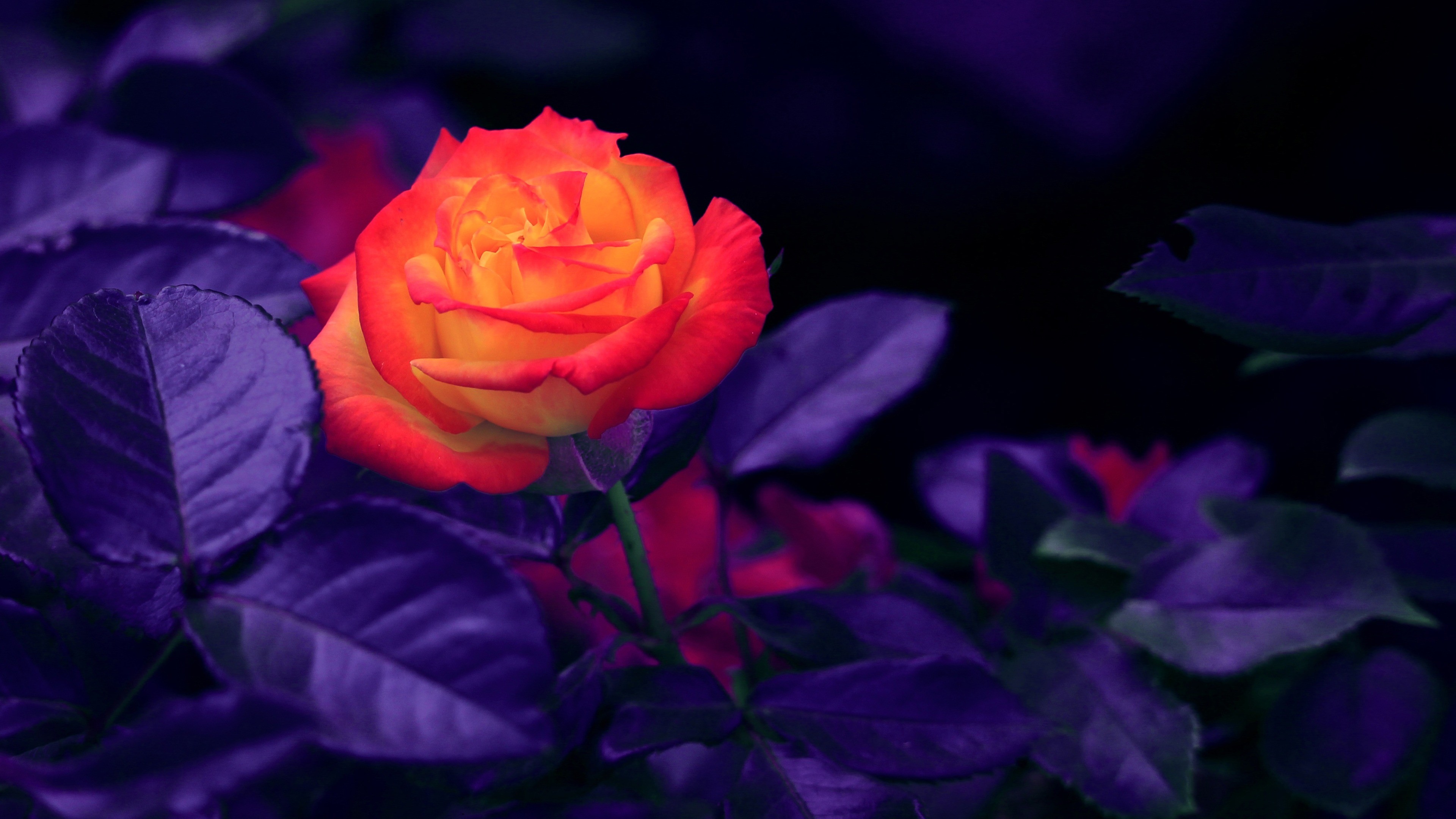 3840x2160 Wallpaper Rose Bud Orange Purple 3840x2160