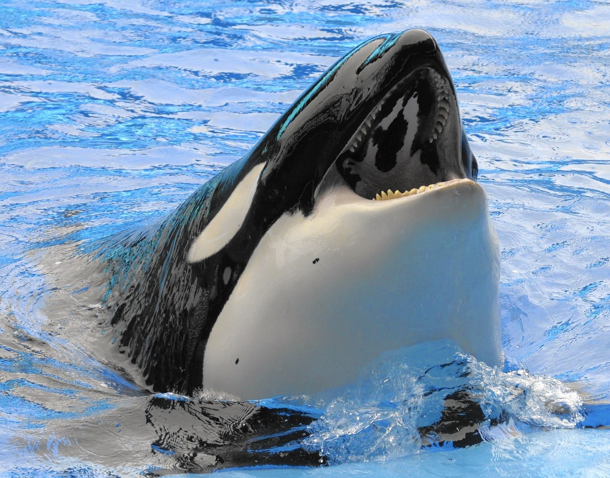 Nice Wallpapers Orca 2048x1605px 2048x1605