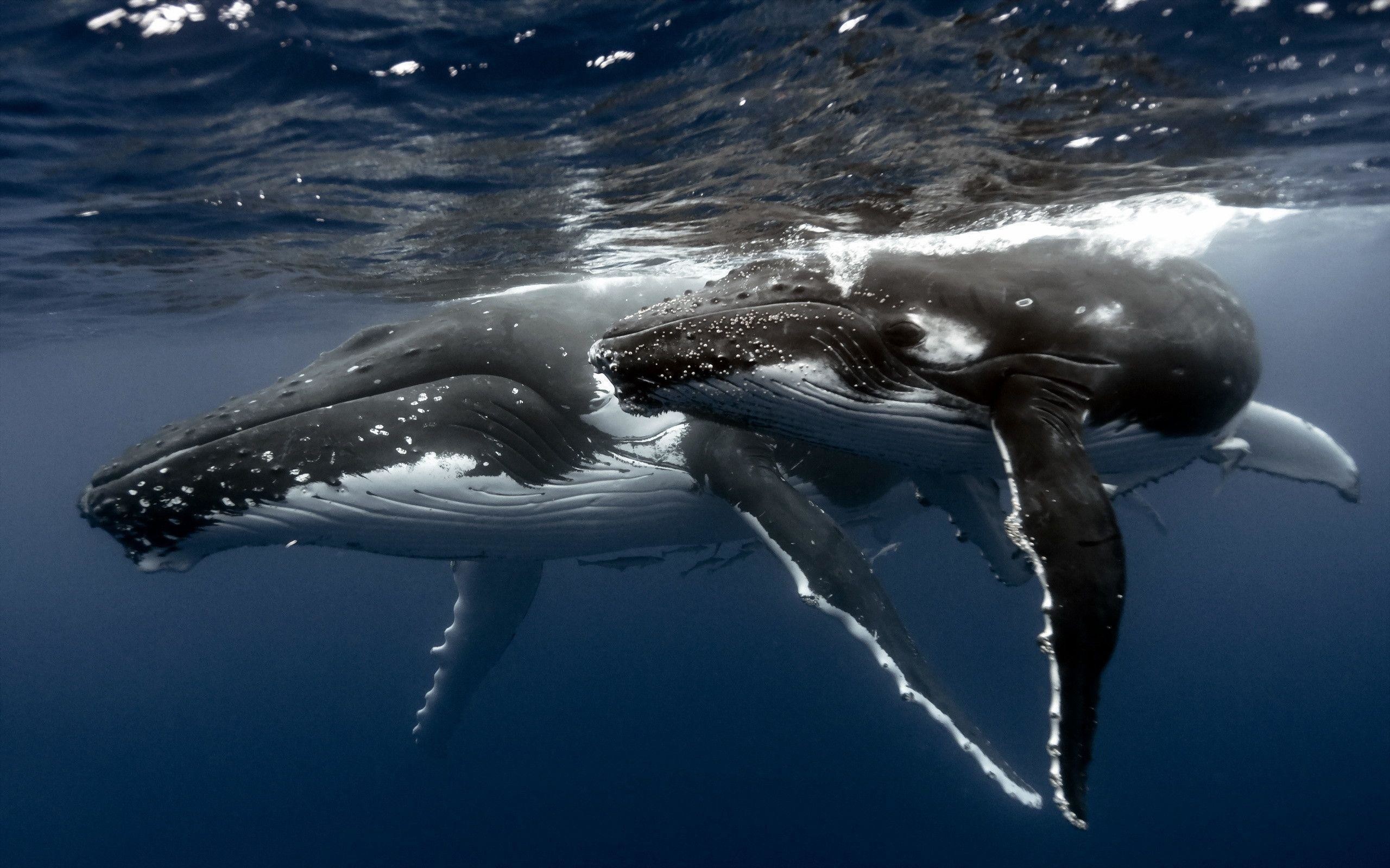 Whale Wallpapers Full Hd Wallpaper Search 2560x1600