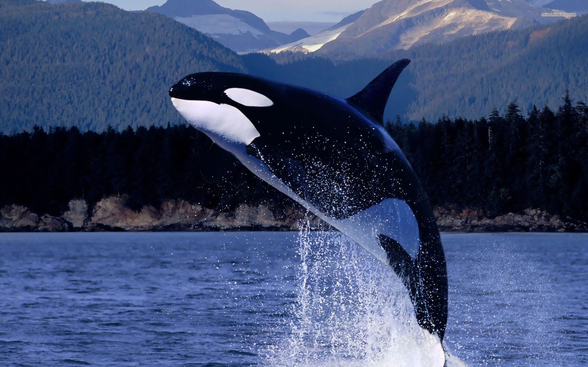Orca Whales Images Orca Hd Wallpaper And Background Photos 1920x1200