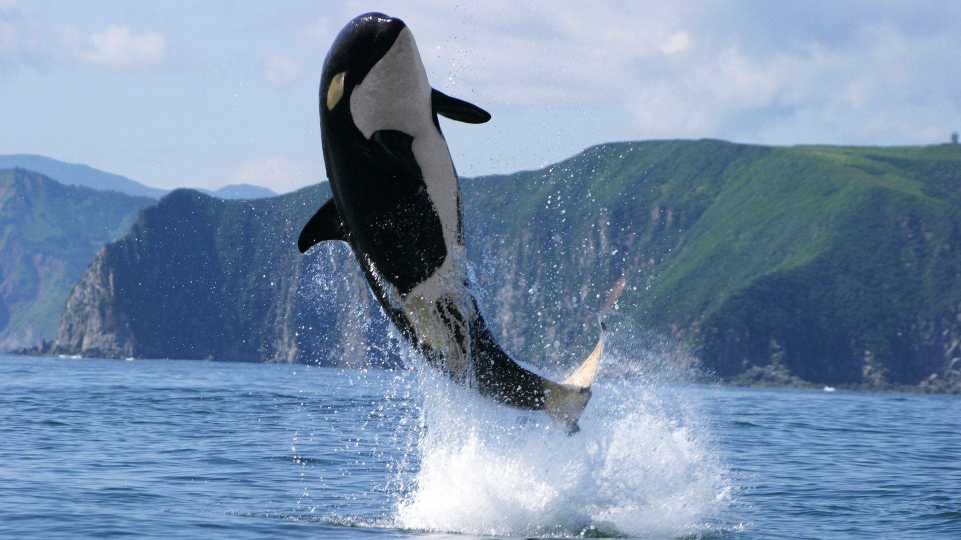 Image Of Orca Killer Whale 1920x1080