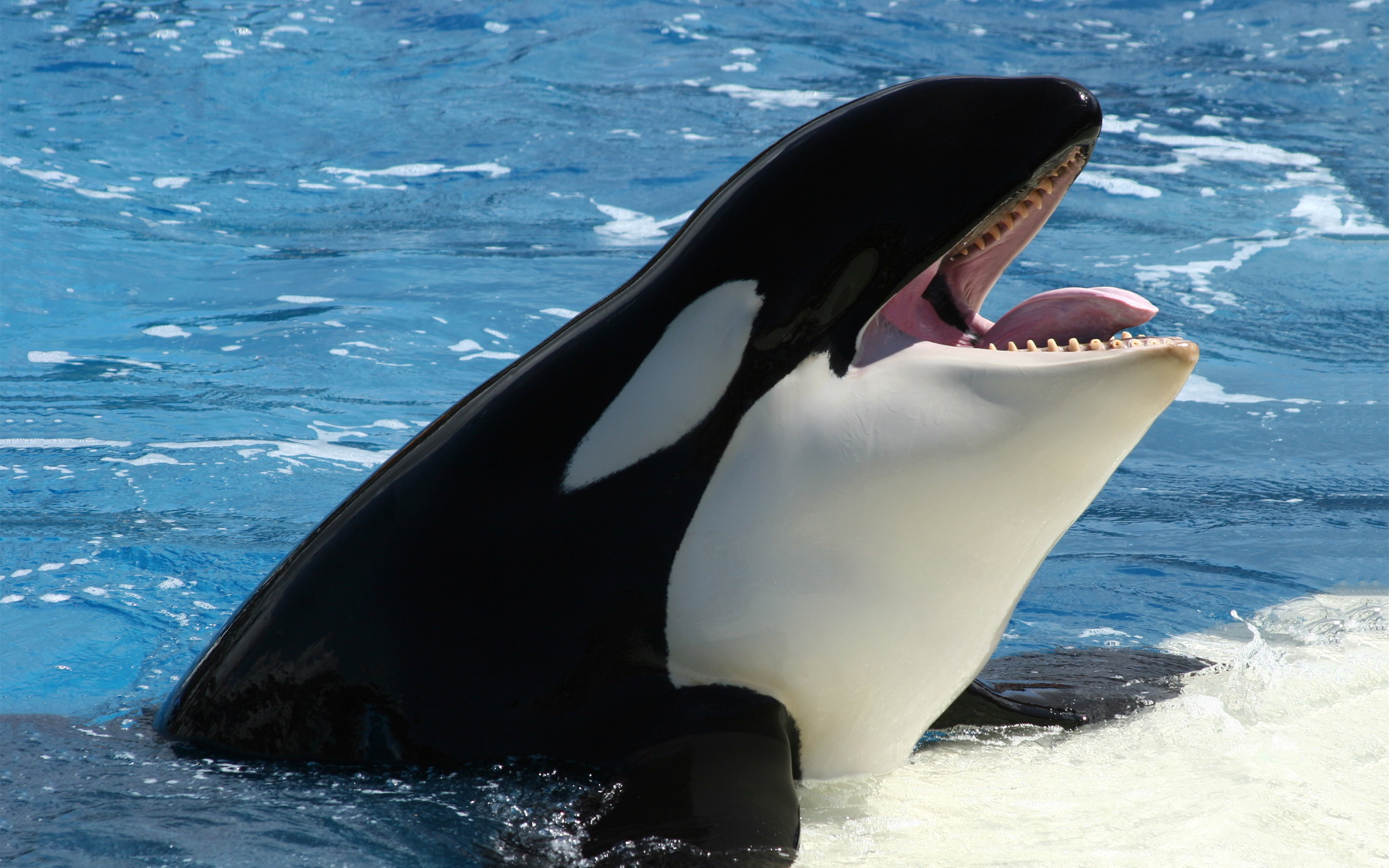 Orca Whales Images Orca Hd Wallpaper And Background Photos 2880x1800