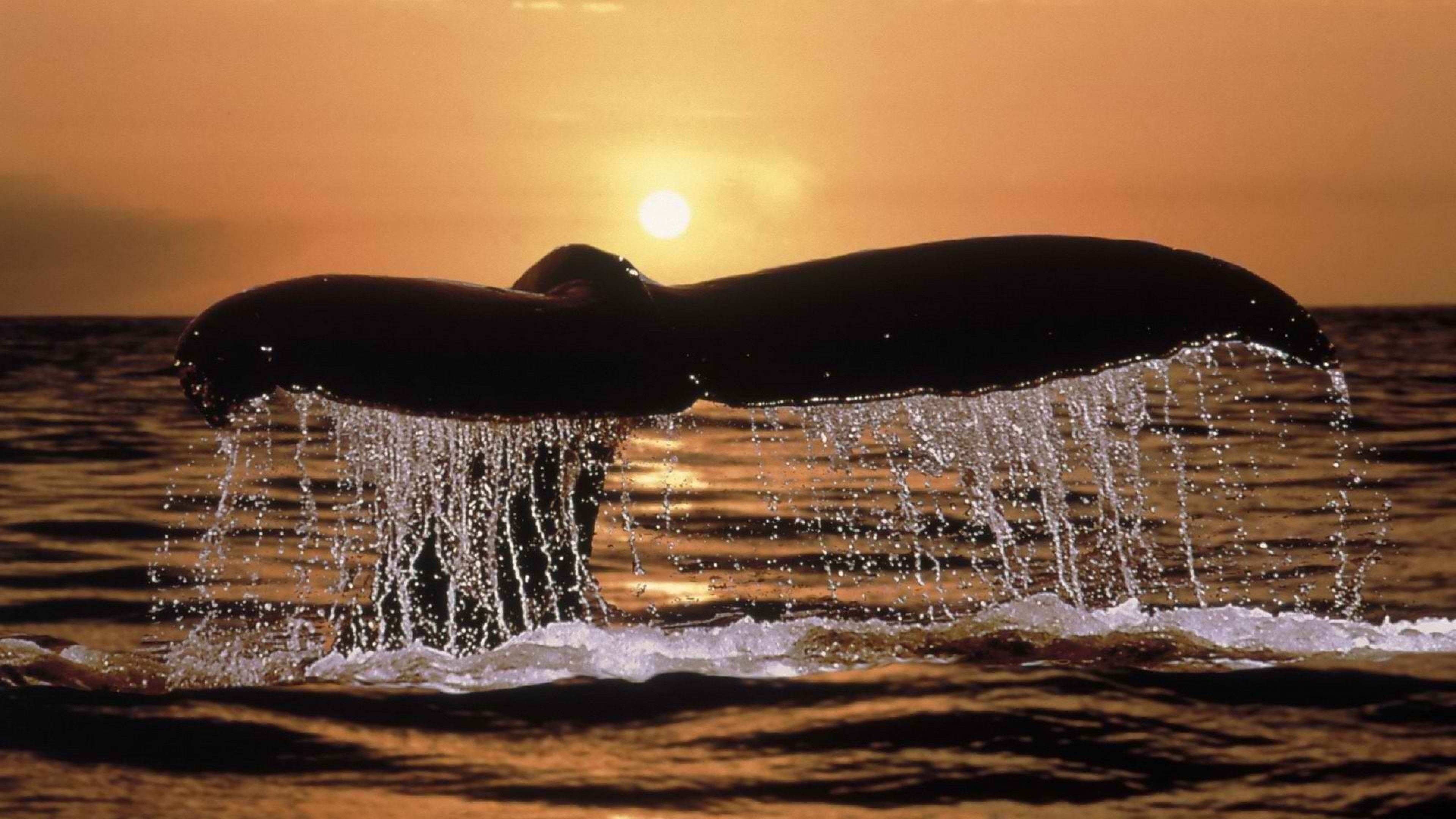 Preview Wallpaper Whale Tail Spray Sunset 3840x2160 3840x2160