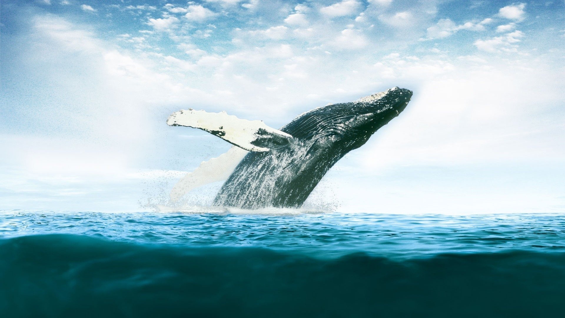 Whale Desktop Wallpaper 52964 1920x1080