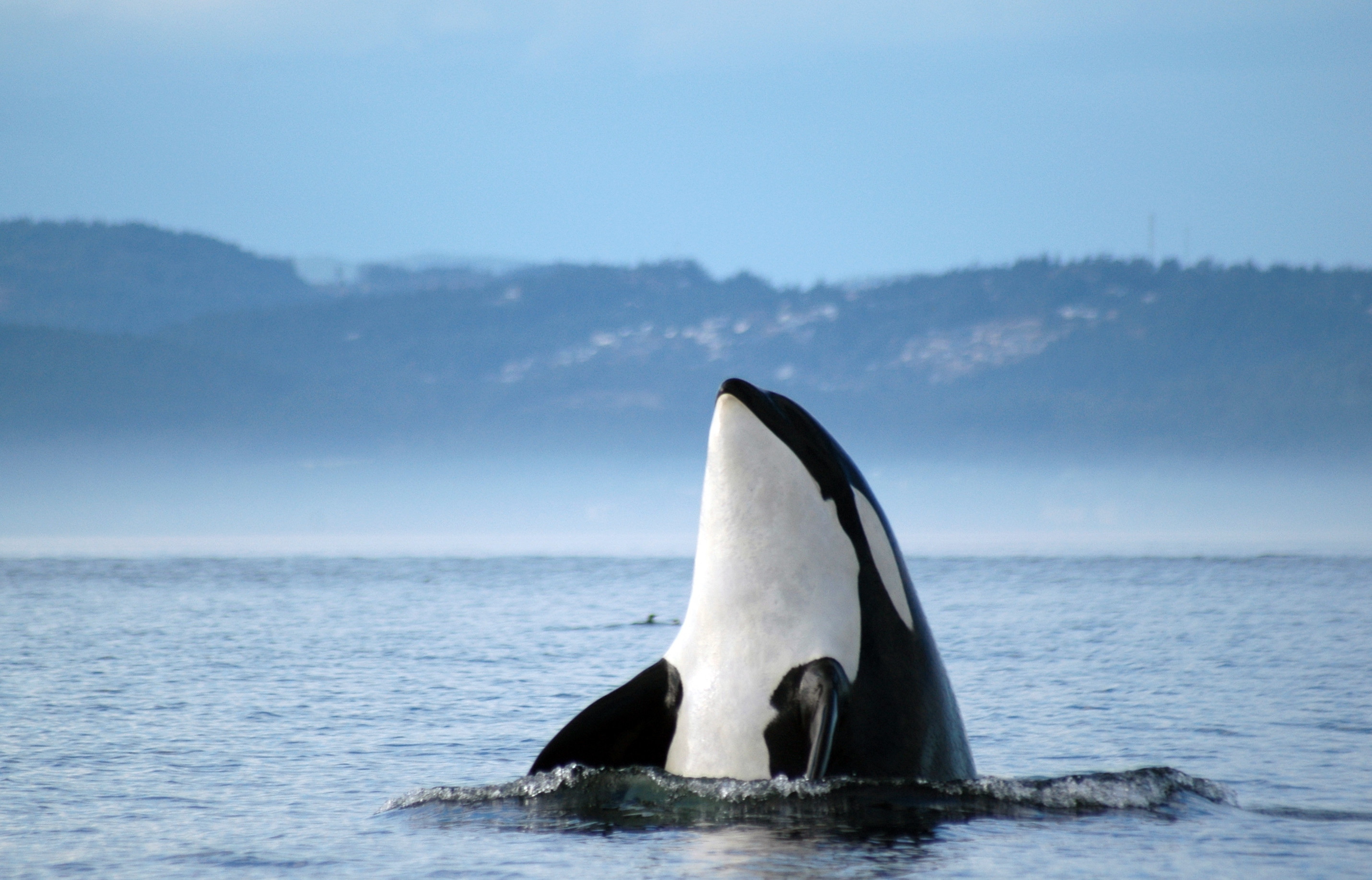 Orca Whales Images Orca Hd Wallpaper And Background Photos 2861x1836