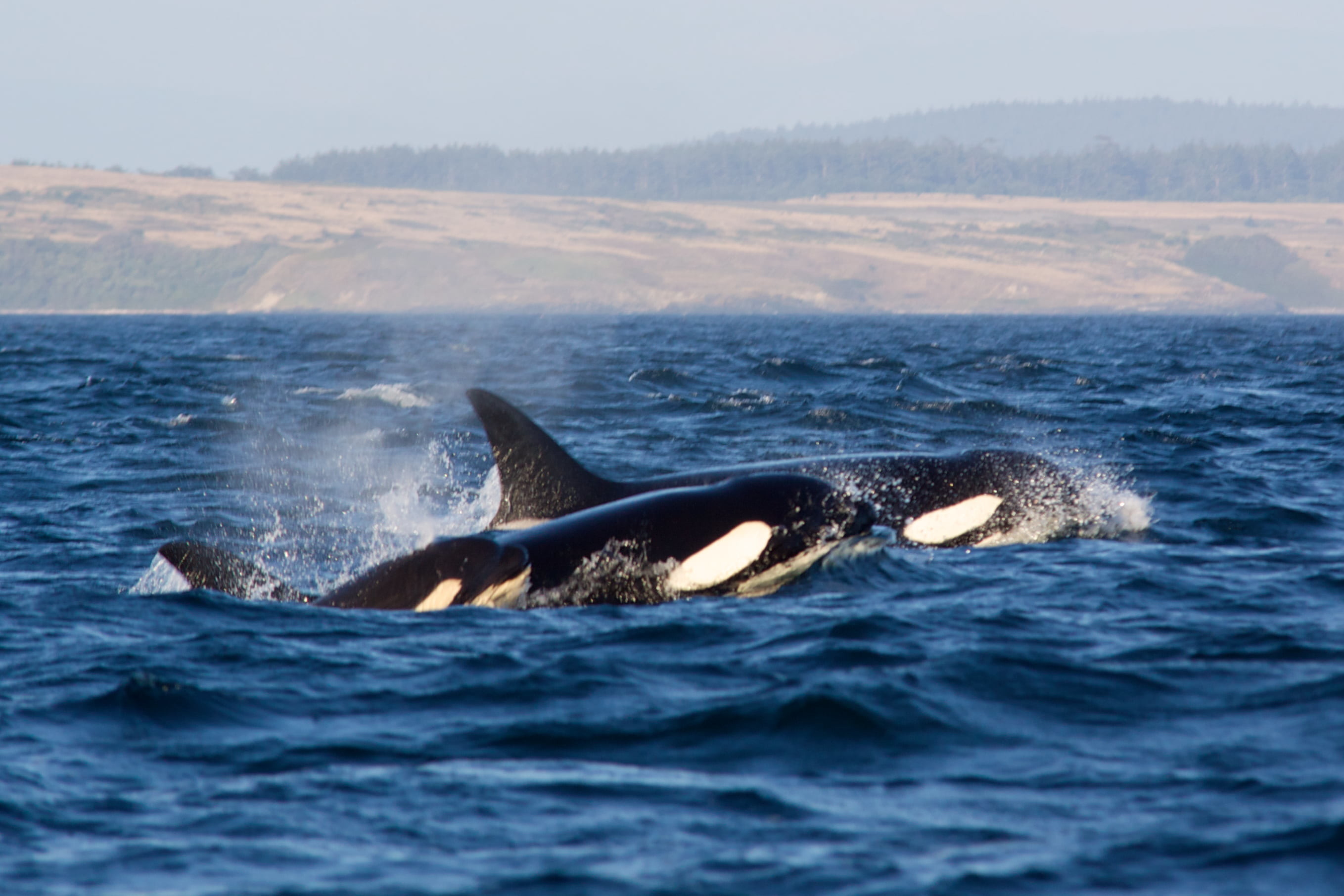 Two Orca Whales Jumping Out Of The Surface Of The Water 2717x1812