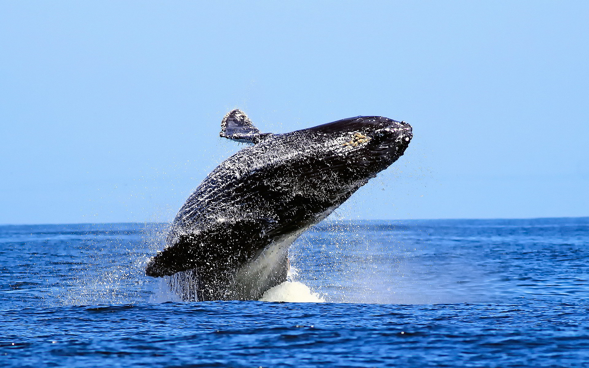 Whale Animal Desktop Wallpaper 52958 1920x1200