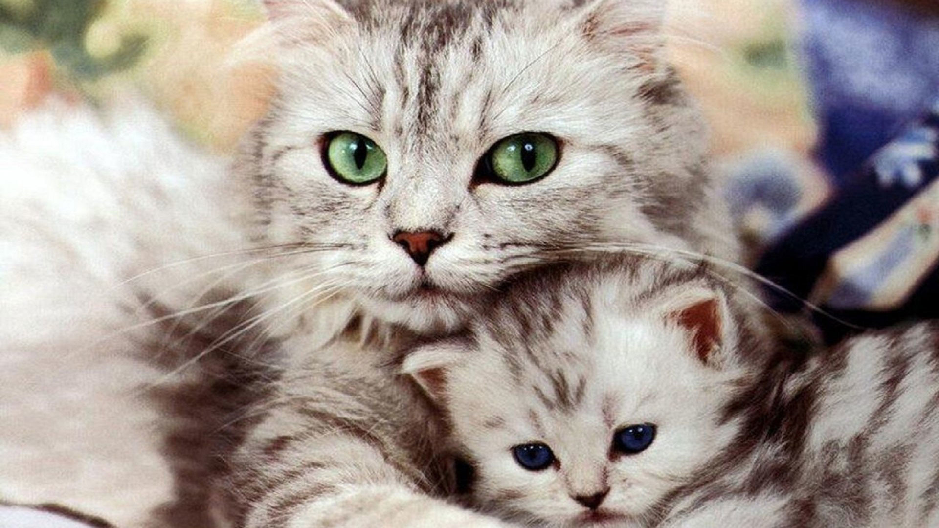 Hd Pics Photos Cute Cat With Kitten Beautiful Hd Quality Desktop Background Wallpaper 1920x1080