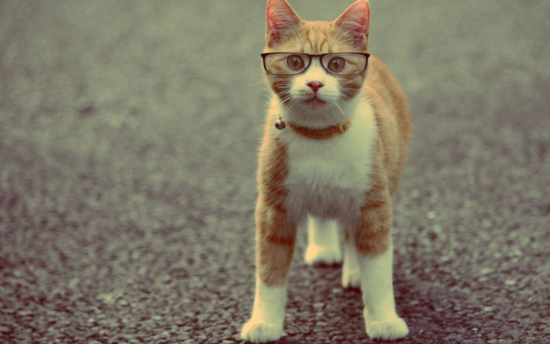 Mac Funny Glasses Eyesanimals Whiskers Cute Cats Face Humor Downloadcool Felines Best Friend Smart Phone 1920x1200 Wallpaper Hd 1920x1200