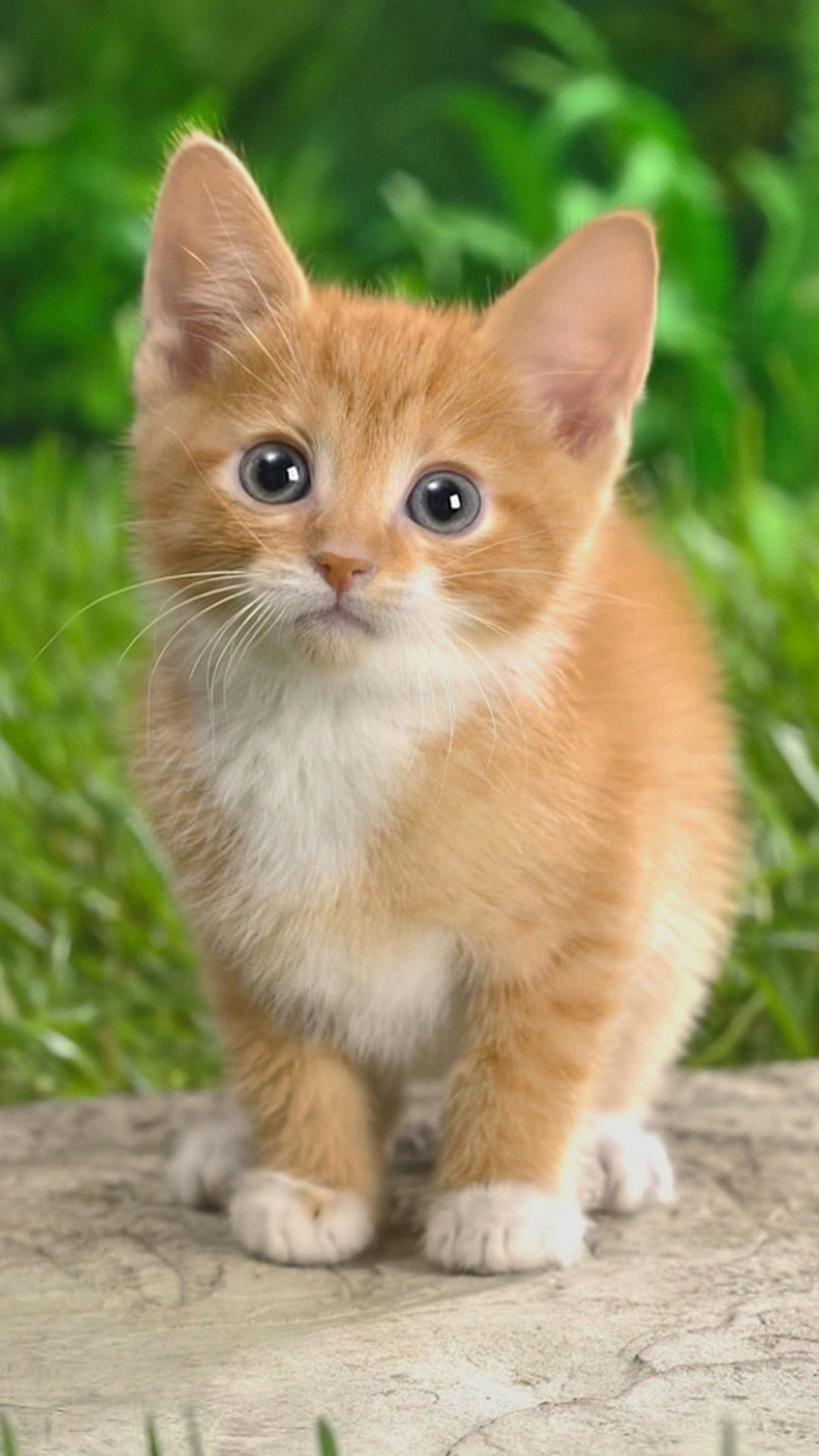 Cute Kitten 1080x1920