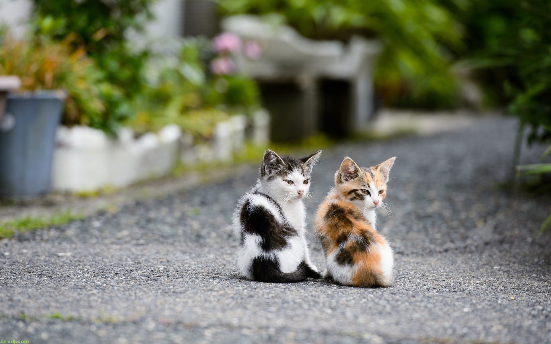 Adorable Cat Wallpapers Group 1920x1200