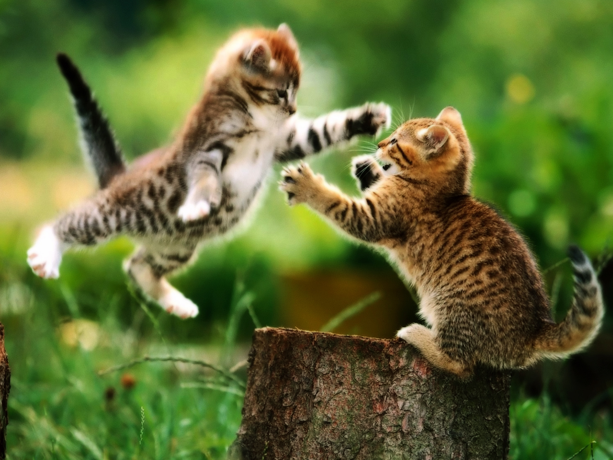 Funny And Cute Cat Pictures 21 Background 2560x1920