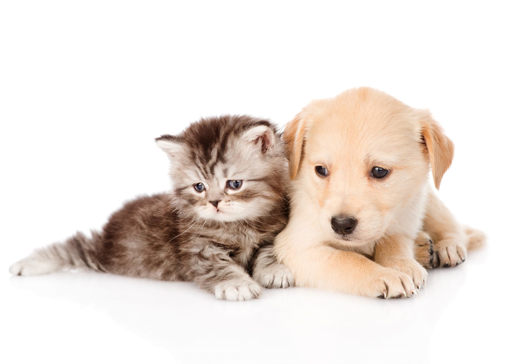 Cute Dog And Cat Backgrounds Hd 2048x1421