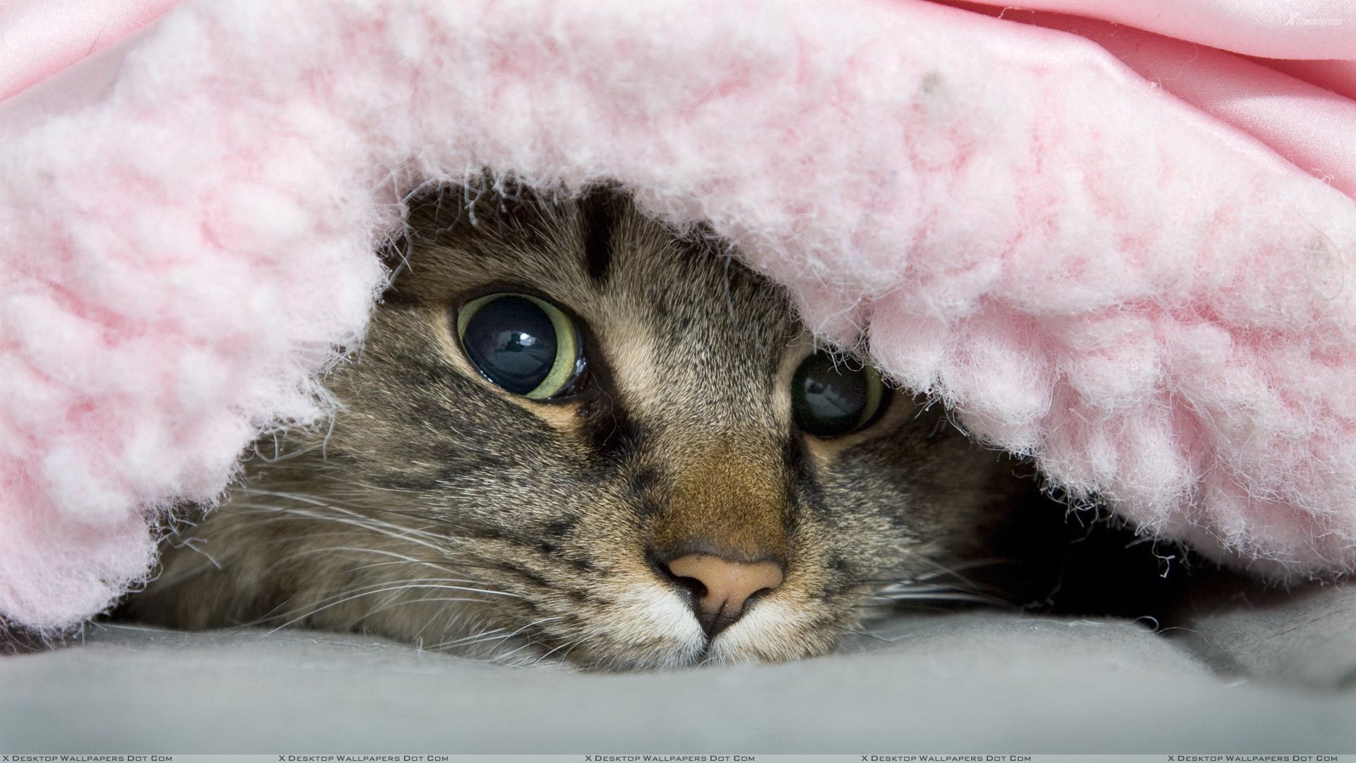Blanket Cat 1920x1080