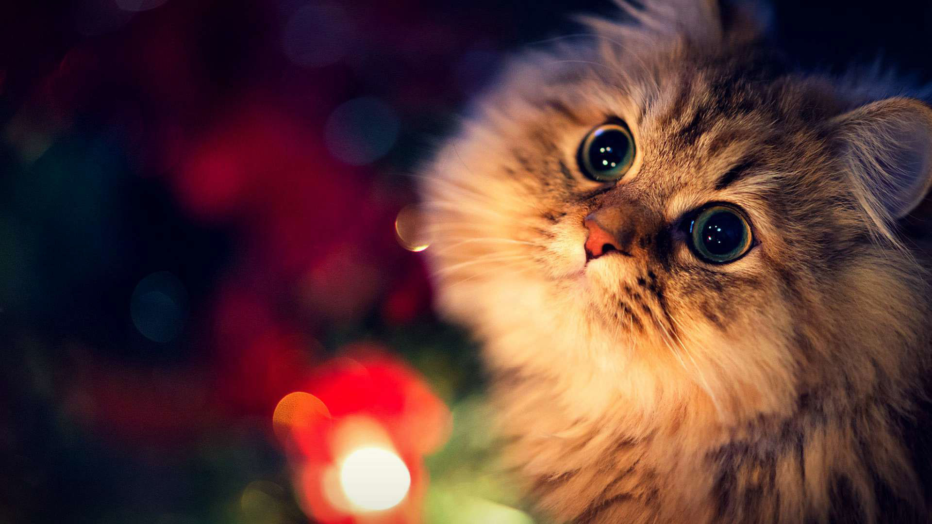 Hd Pics Photos Stunning Cute Cat Christmas Lights Beautiful Hd Quality Desktop Background Wallpaper 1920x1080