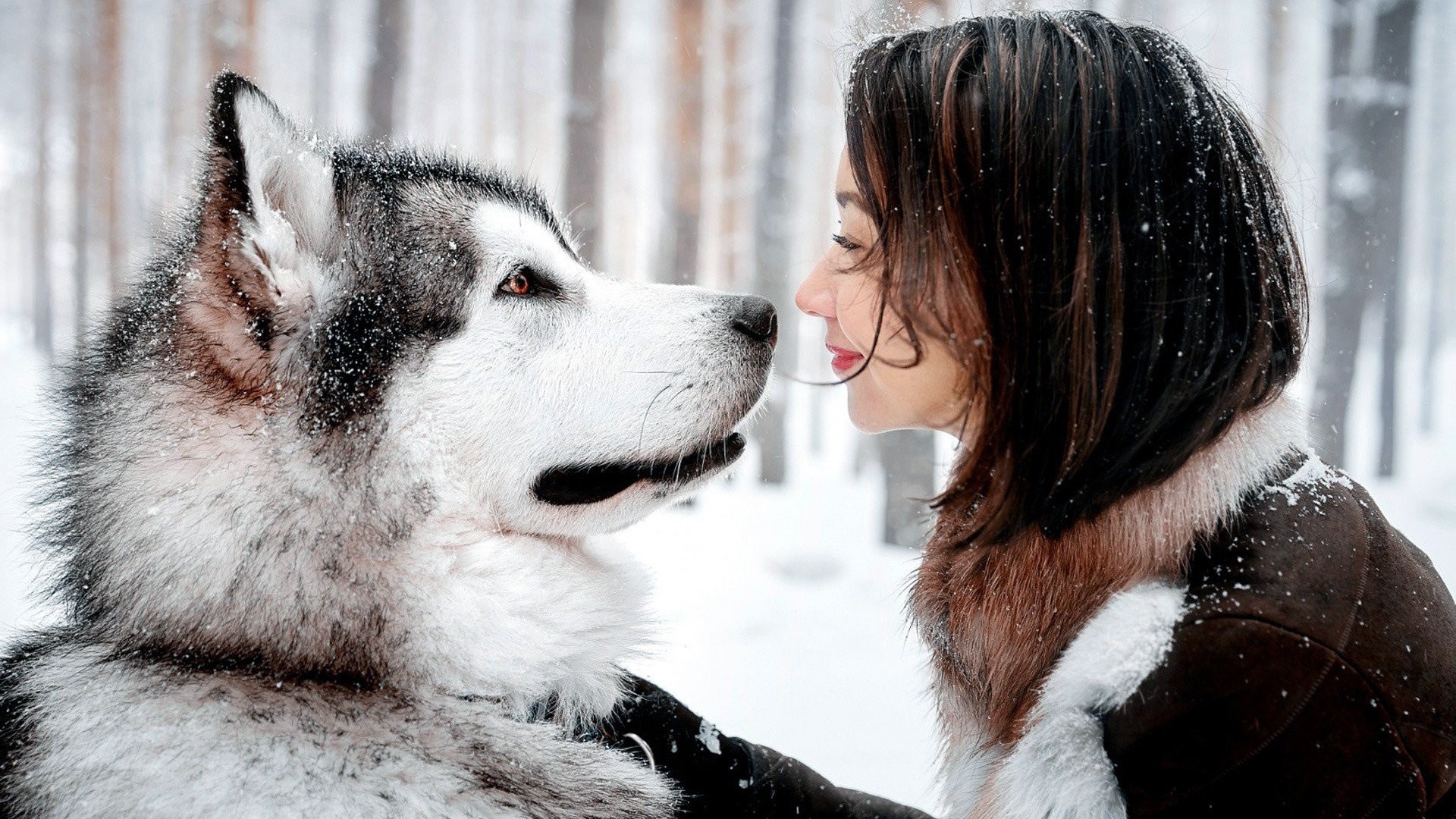 Animals Women Outdoors Smiling Alaskan Malamute Water Dog Night Snow Hd Wallpapers Desktop And Mobile Images Amp Photos 1920x1080