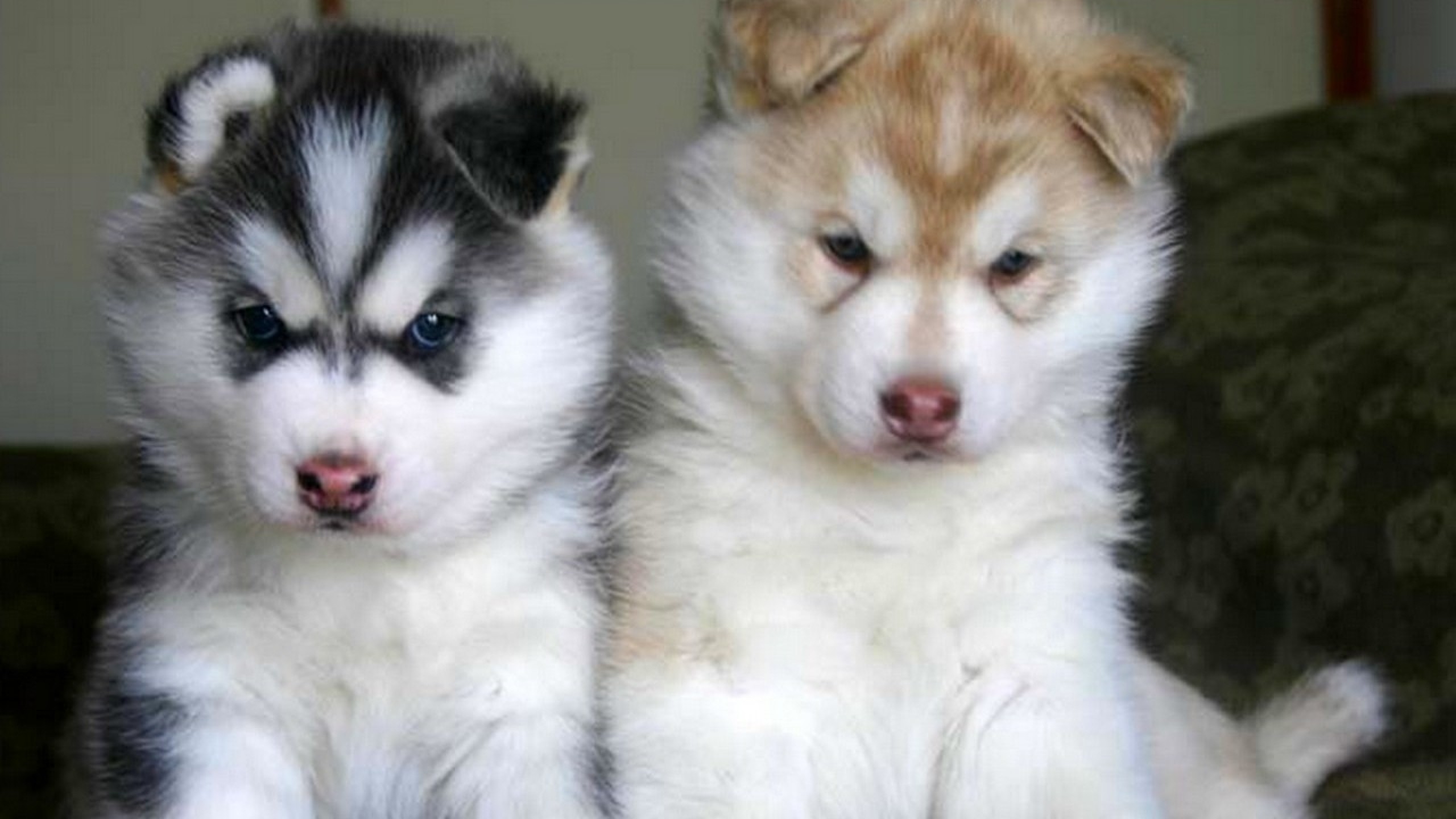 Alaskan Malamute Puppies Wallpaper 2560x1440