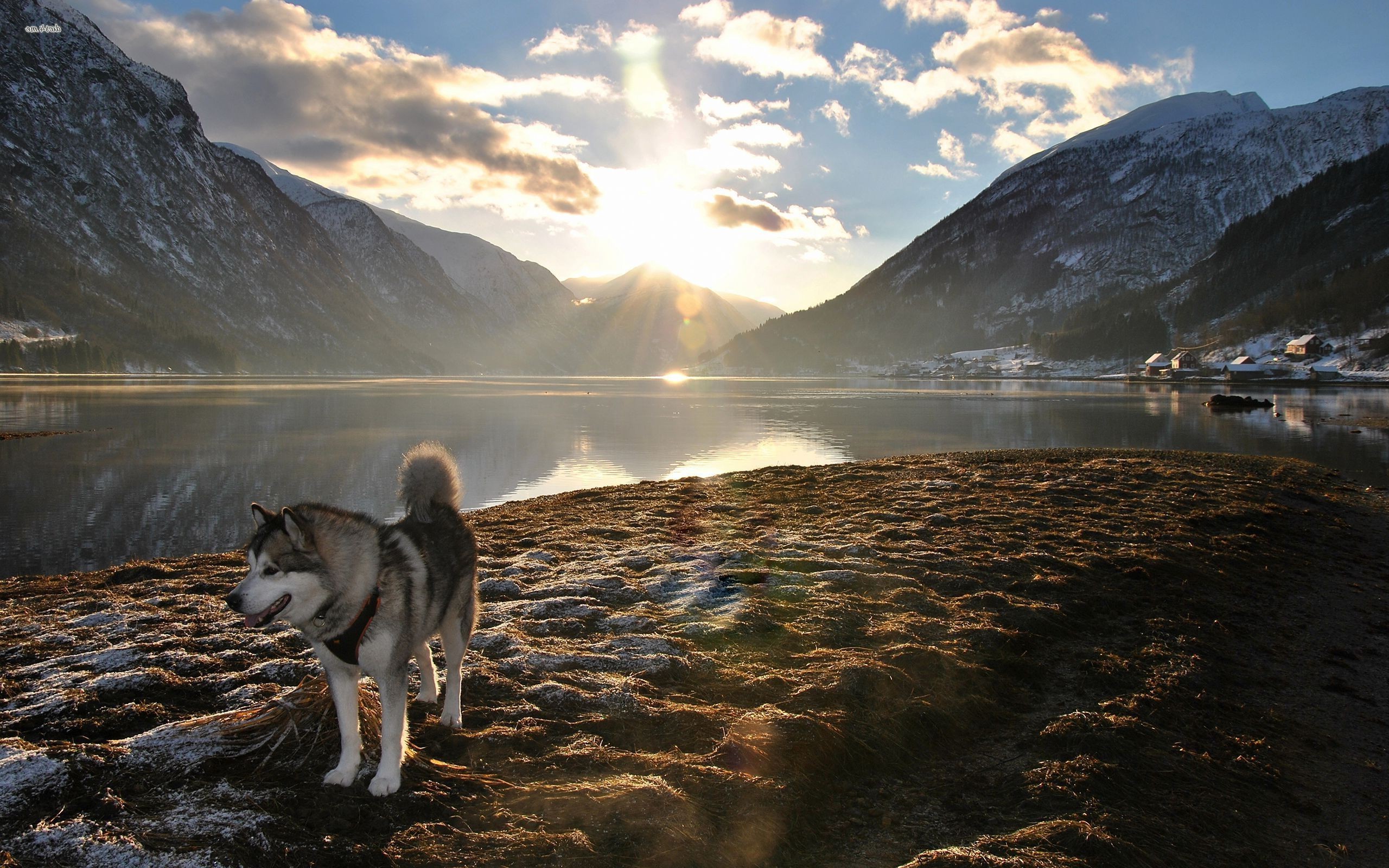 Mountain Dog Landscape Alaskan Malamute Nature Lens Flare Lake Sunlight Wallpapers Hd Desktop And Mobile Backgrounds 2560x1600
