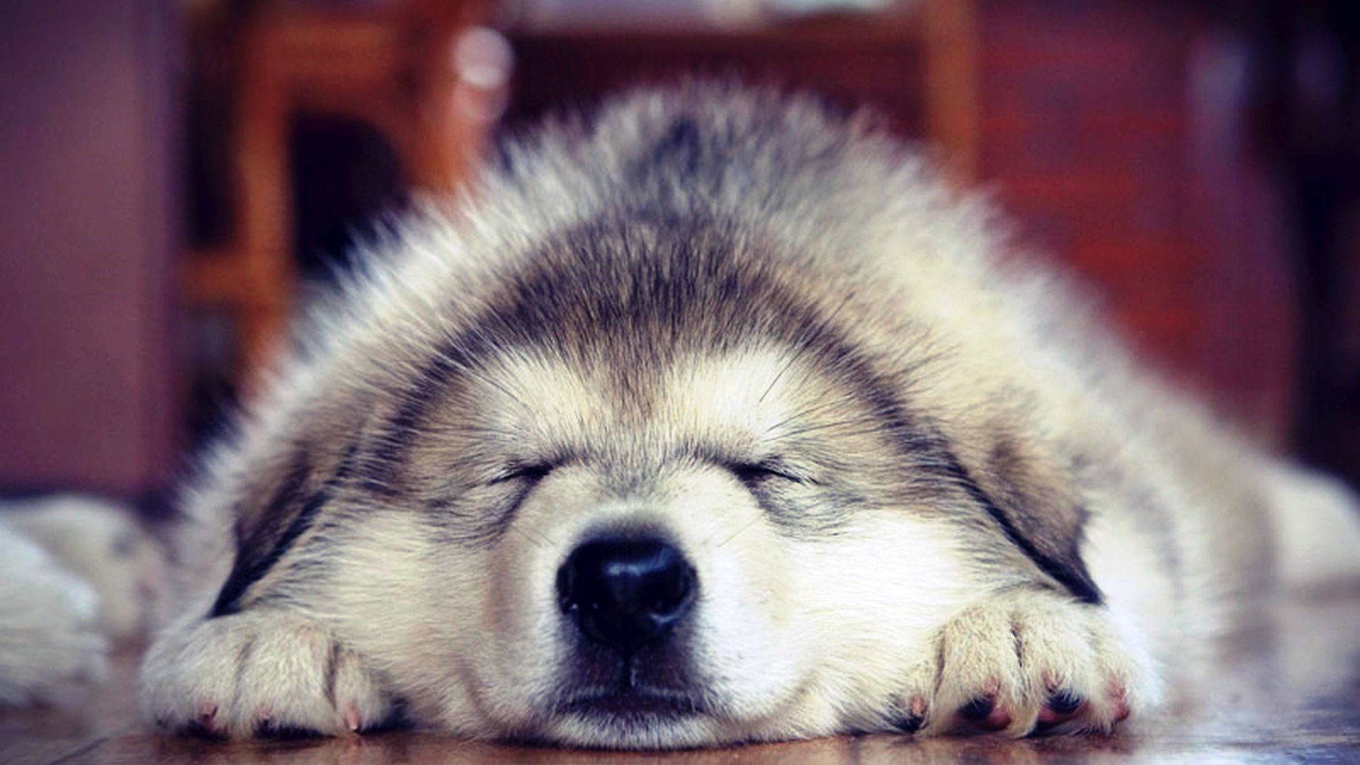 Dog Picture Of Cute Wallpapers Alaskan Husky Sleeping Wallpaper 1920x1080