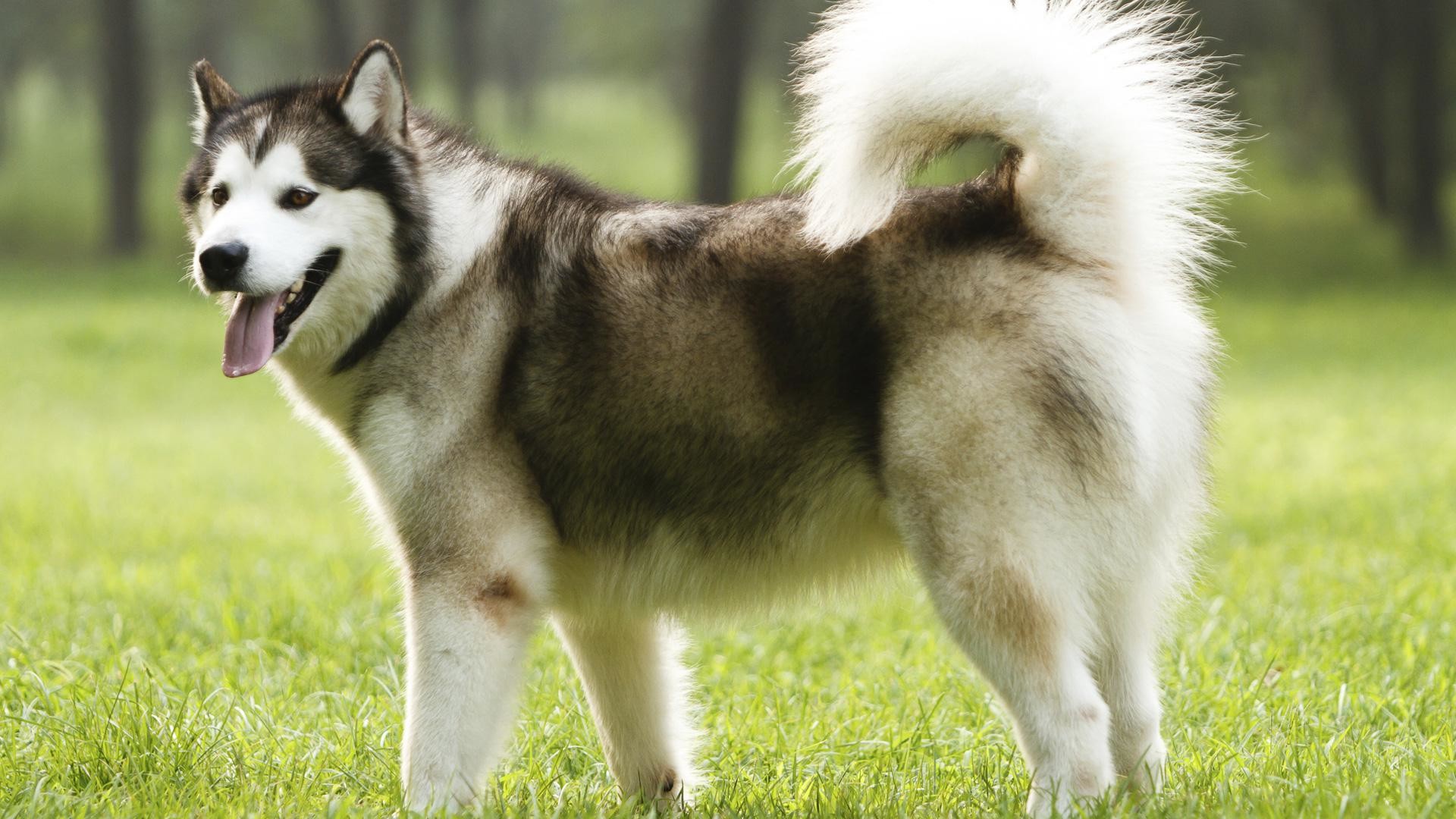 Everything You Need To Know About The Alaskan Malamute 1920x1080