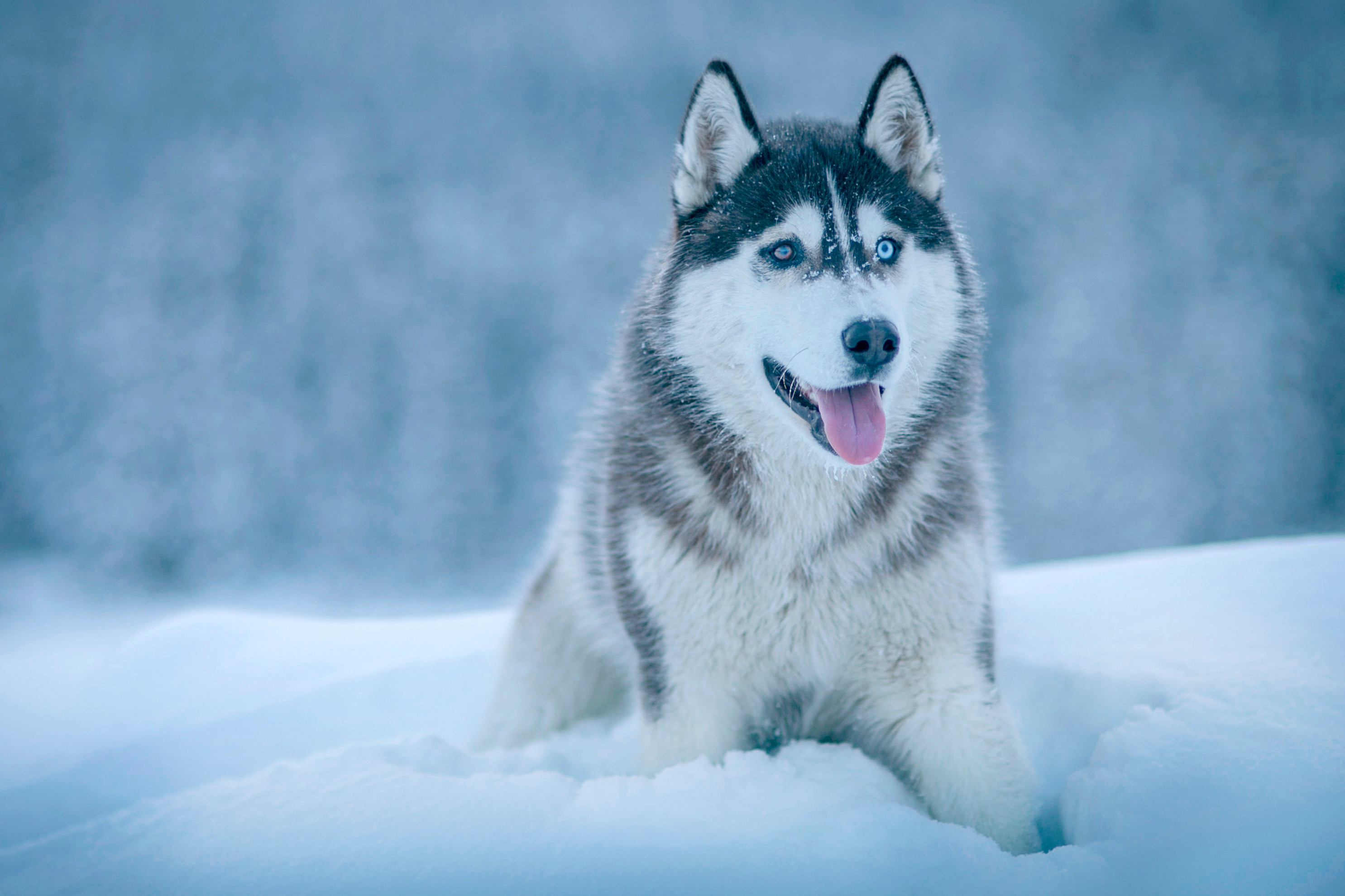 Snow Winter Dog Wolf Siberian Husky Alaskan Malamute Husky Mammal Vertebrate Saarloos Wolfdog Dog Like Mammal 2971x1980