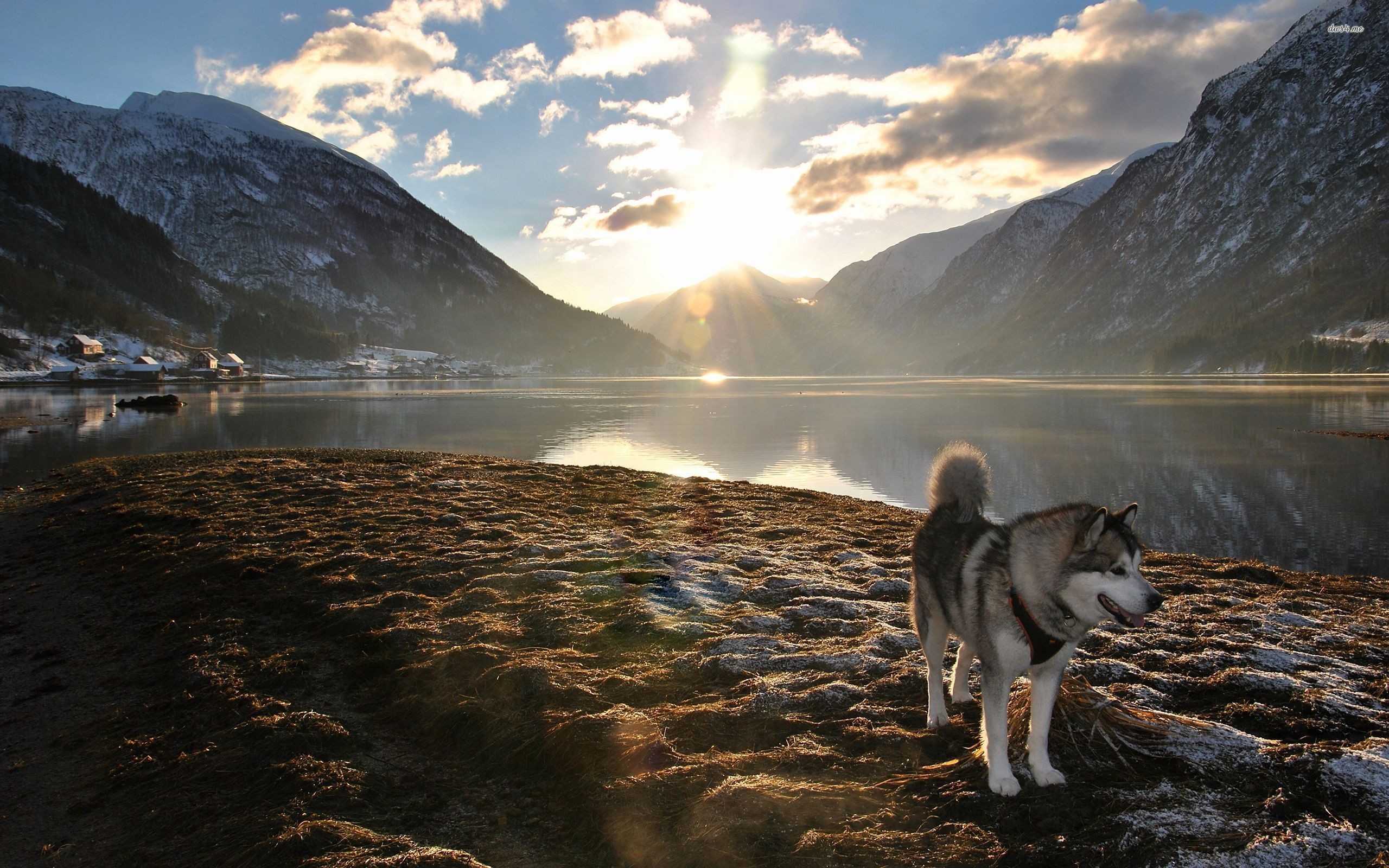 General 2560x1600 Mountains Dog Landscape Alaskan Malamute Nature Lens Flare Lake Sunlight 2560x1600