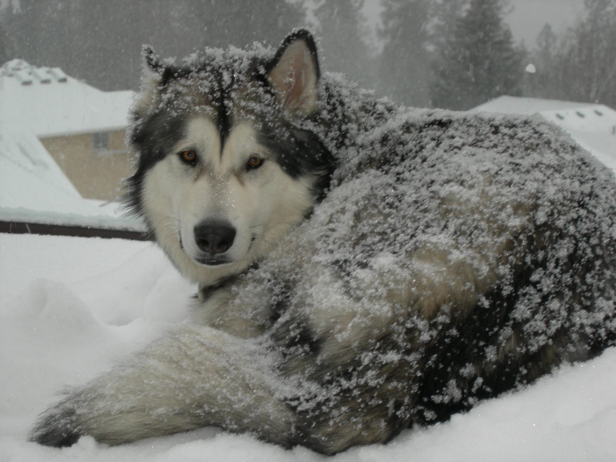 Dogs Alaskan Malamute On The Snow 272710 Jpg 2048x1536
