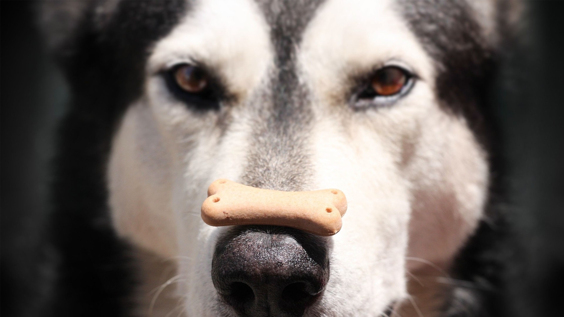 1920x1080 Wallpaper Alaskan Malamute Dog Food Face Nose Spotted 1920x1080