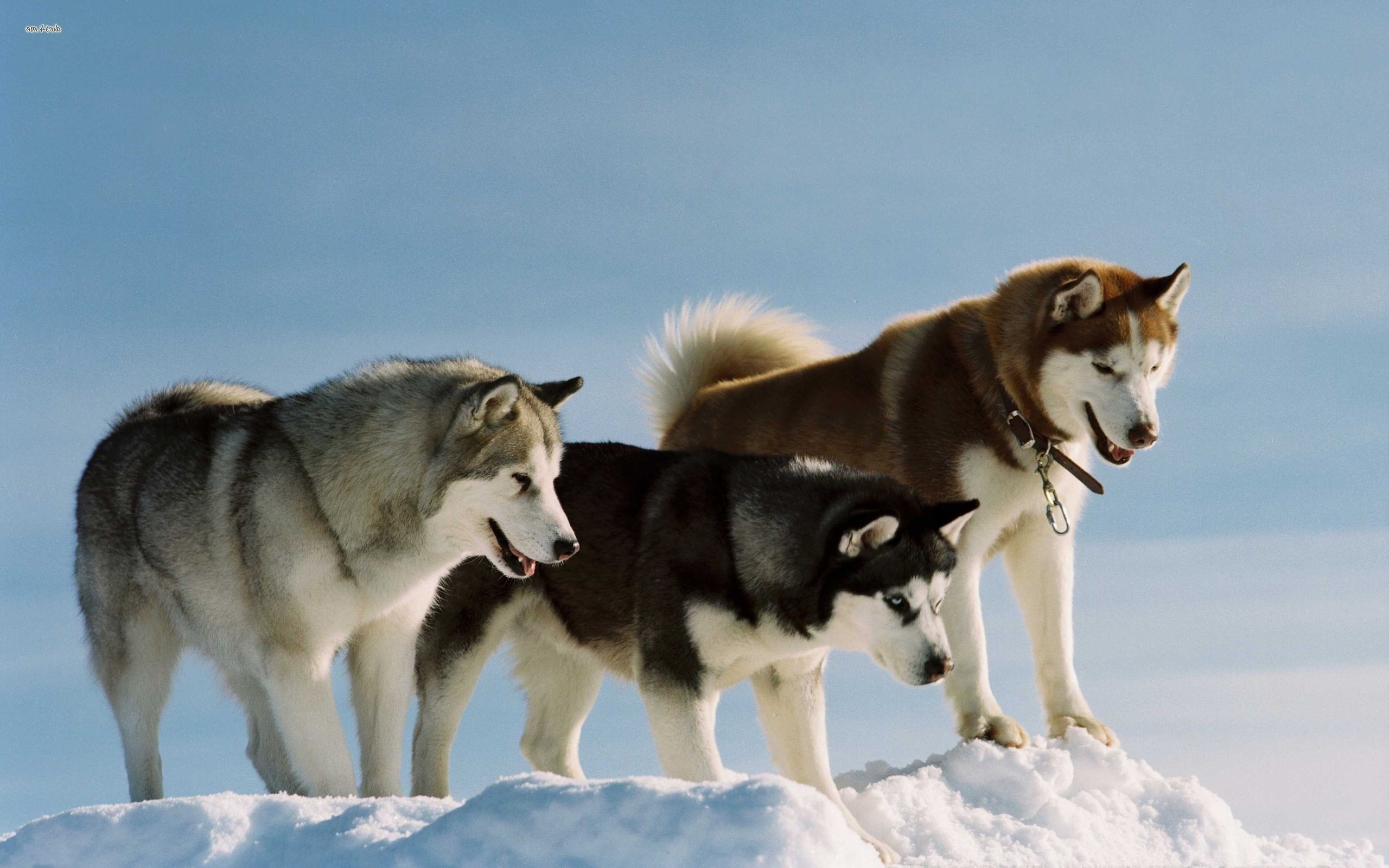 Dog Snow Alaskan Malamute Wallpapers Hd Desktop And Mobile Backgrounds 2560x1600